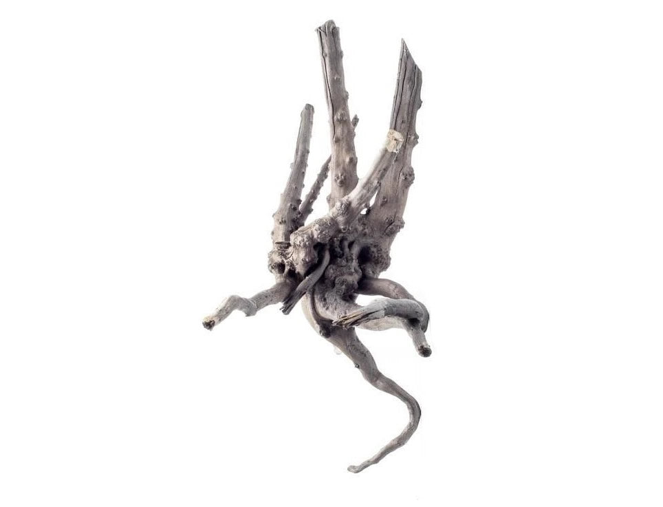 Black Forest Spiderwood