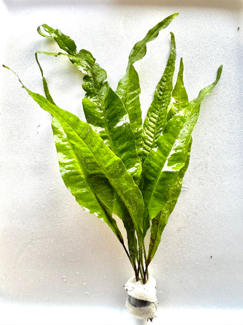 MICROSORUM BLACK FOREST (HARDY) (BLACK FOREST JAVA FERN)