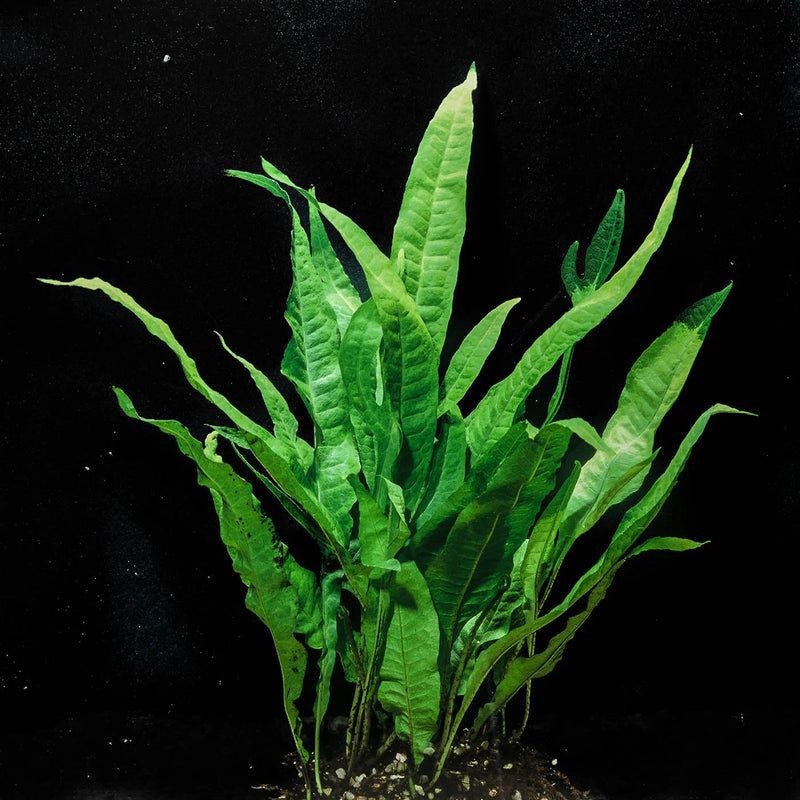 MICROSORUM BLACK FOREST (HARDY) (BLACK FOREST JAVA FERN)