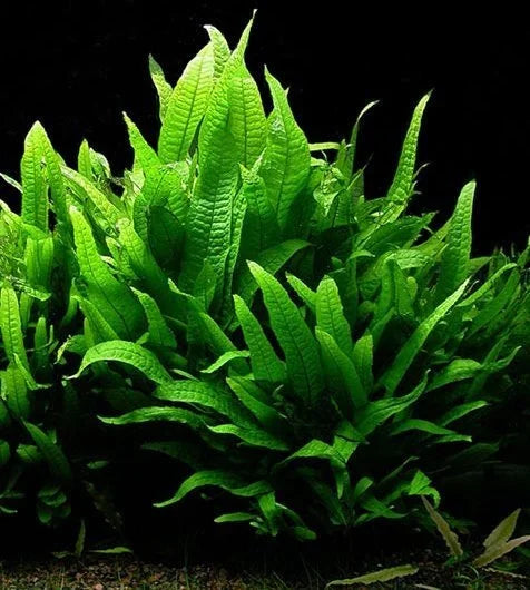 MICROSORUM BLACK FOREST (HARDY) (BLACK FOREST JAVA FERN)