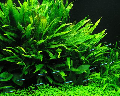 MICROSORUM BLACK FOREST (HARDY) (BLACK FOREST JAVA FERN)