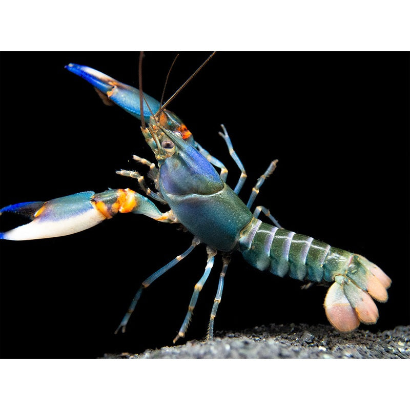 Blue Kong Zebra Crayfish (Cherax sp)