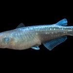 Blue Sparkle Medaka Ricefish 0.75-1.00in