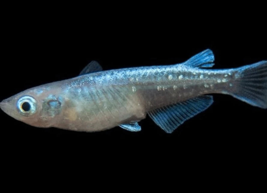 Blue Sparkle Medaka Ricefish 0.75-1.00in