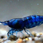 Live Freshwater Aquarium Show Grade Blue Sapphire Shrimp - 10/$30, 20/$50(FS-040)
