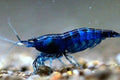 Live Freshwater Aquarium Show Grade Blue Sapphire Shrimp - 10/$30, 20/$50(FS-040)