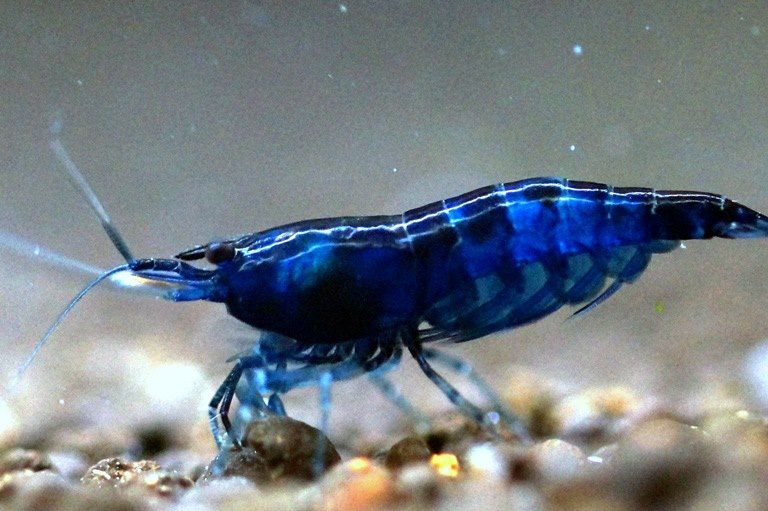 Live Freshwater Aquarium Show Grade Blue Sapphire Shrimp - 10/$25, 20/$40 (FS-040)