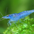 Live Freshwater Aquarium Blue Velvet Neocaradina Shrimp - 10/$25, 20/$40 (FS-039)