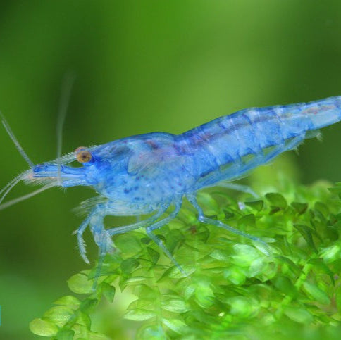 blue velvet shrimp