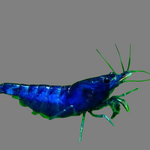 Live Freshwater Aquarium Premium Best Quality Blue Dream Shrimp 10/$30, 20/$50 (FS-013)