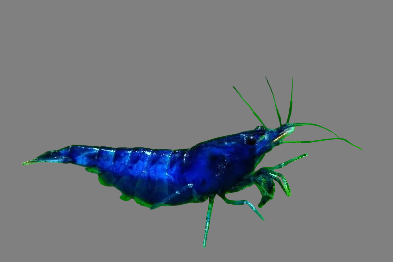 Live Freshwater Aquarium Premium Best Quality Blue Dream Shrimp 10/$25, 20/$40 (FS-013)