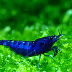Live Freshwater Aquarium Premium Best Quality Blue Dream Shrimp 10/$30, 20/$50 (FS-013)