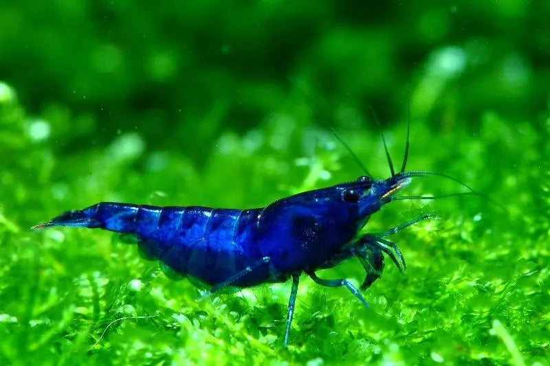 Live Freshwater Aquarium Premium Best Quality Blue Dream Shrimp 10/$25, 20/$40 (FS-013)