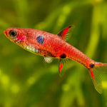Live Tropical Fish Strawberry Rasbora (Boraras Naevus)
