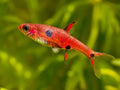 Live Tropical Fish Strawberry Rasbora (Boraras Naevus)