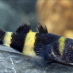 Live Freshwater Bumble Bee Goby