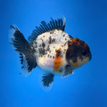 (KP-258) SHOGUN 2.5'' Calico Oranda (TUB15)