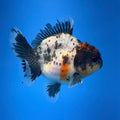 (KP-258) SHOGUN 2.5'' Calico Oranda (TUB15)