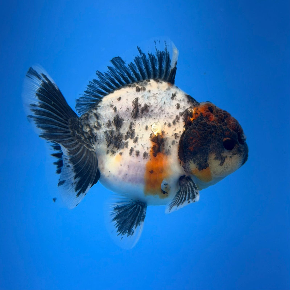 (KP-258) SHOGUN 2.5'' Calico Oranda (TUB15)