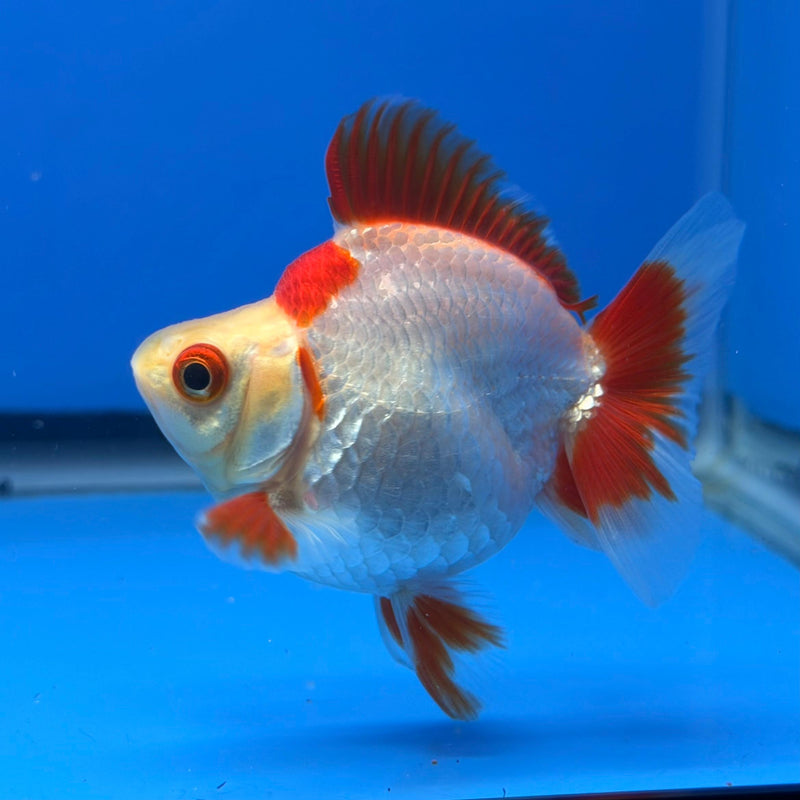 (KP-232) Red & White Thai Ryukin 2.5'' Female Show Quality R3B09