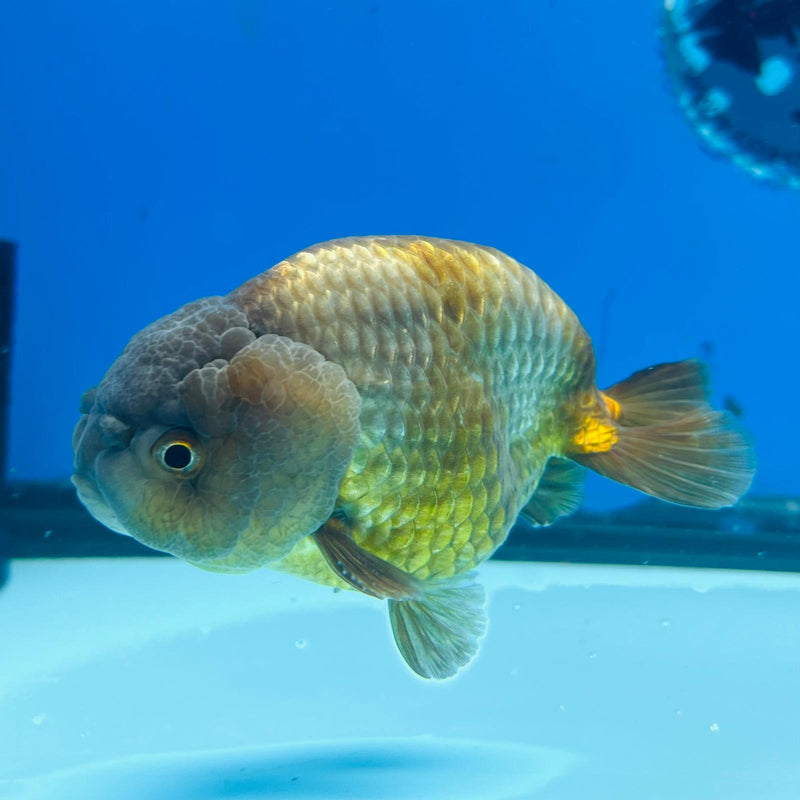 (KP-207) Lavender Ranchu 3'' Male R1B12