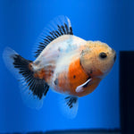 (KP-259) SHOGUN 2.5'' Calico Oranda (TUB15)