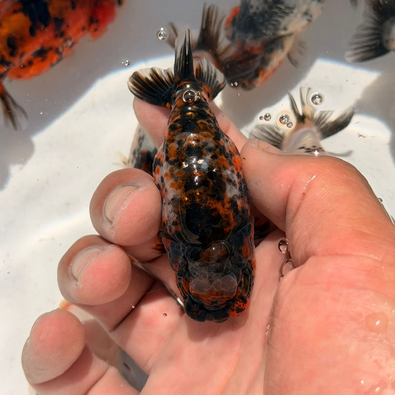 AA Calico Dragon Head Thai Ranchu 2.5'' OUR CHOICE (CGF-086)
