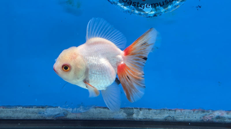 Thai Lemon Head Orchid Tail Medium Breed Female 2.50 inch Body (NNN-3002)R3B15