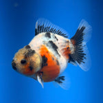 (KP-259) SHOGUN 2.5'' Calico Oranda (TUB15)