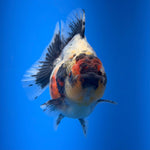 (KP-257) SHOGUN 2.5'' Calico Oranda (TUB15)