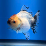 (KP-256) SHOGUN 2.5'' Calico Oranda (TUB15)