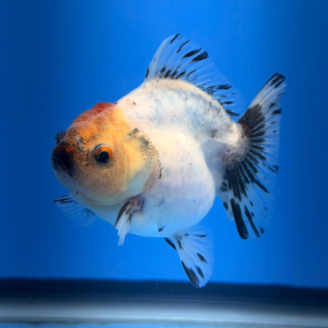 (KP-256) SHOGUN 2.5'' Calico Oranda (TUB15)