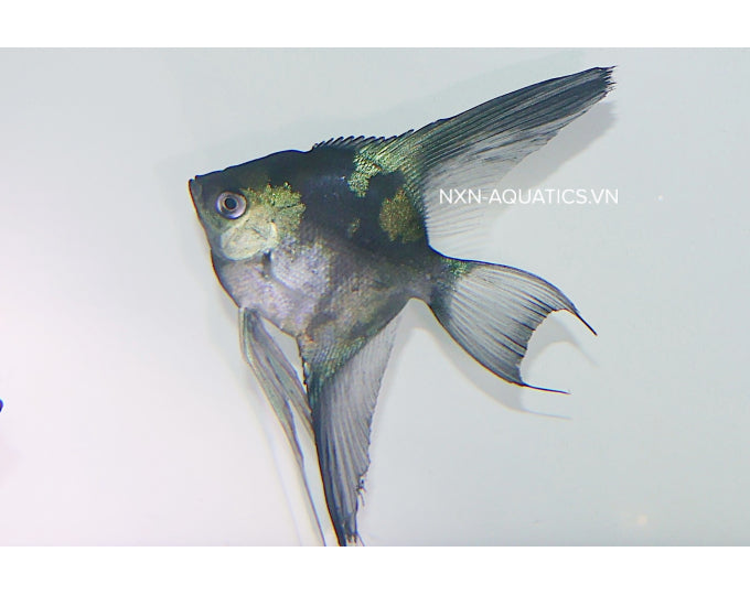Live Freshwater Aquarium Pinoy Paraiba Black Base Angelfish