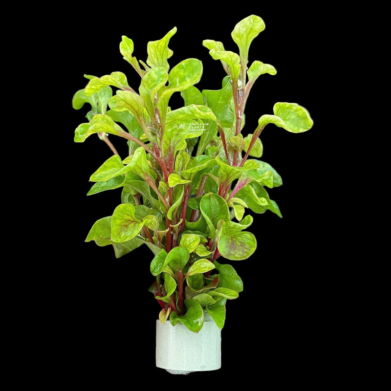 ALTERNANTHERA BETTZICKIANA VARIEGATUS (CALICO PLANT)