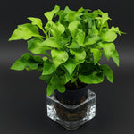 ALTERNANTHERA BETTZICKIANA VARIEGATUS (CALICO PLANT)