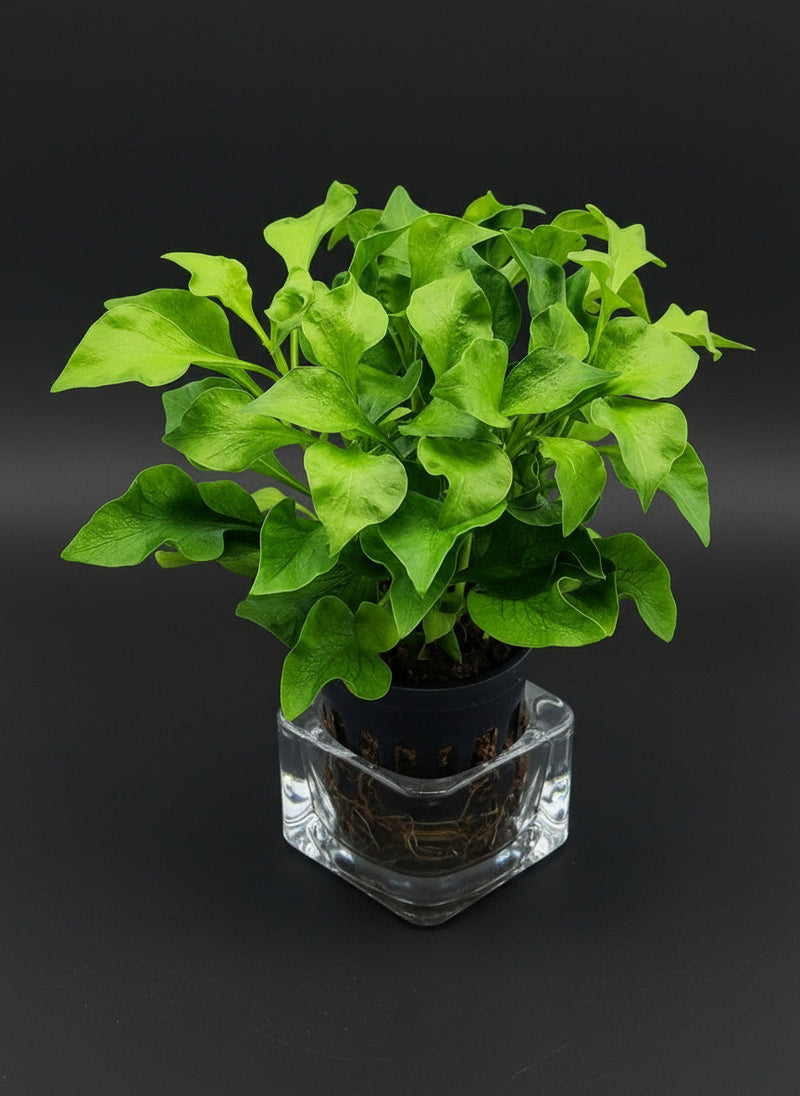 ALTERNANTHERA BETTZICKIANA VARIEGATUS (CALICO PLANT)