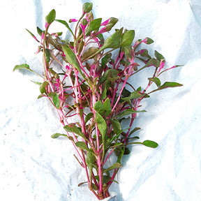 ALTERNANTHERA BETTZICKIANA RED (CALICO PLANT RED)