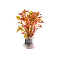 ALTERNANTHERA BETTZICKIANA RED (CALICO PLANT RED)