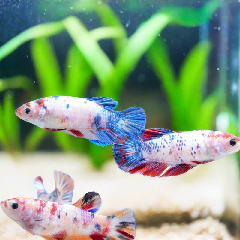 Female Betta Candy Koi