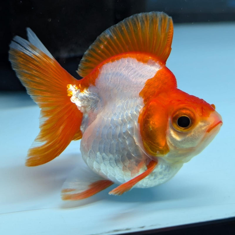 (KP-236) Red & White Thai Ryukin 2.5'' Female Show Quality R3B09