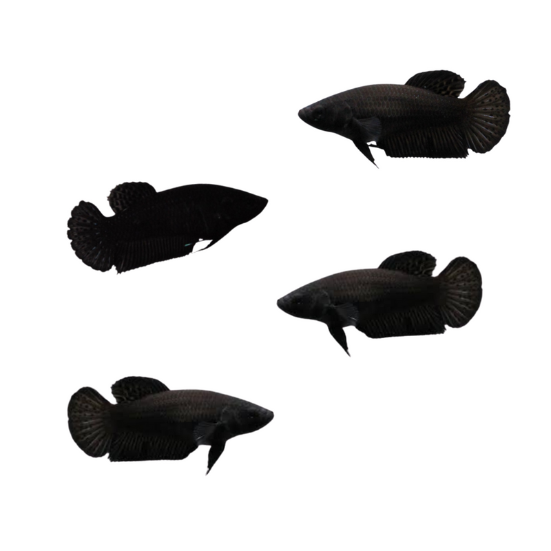 Female Betta Fish Super Black For Sale 100% DOA Arrival