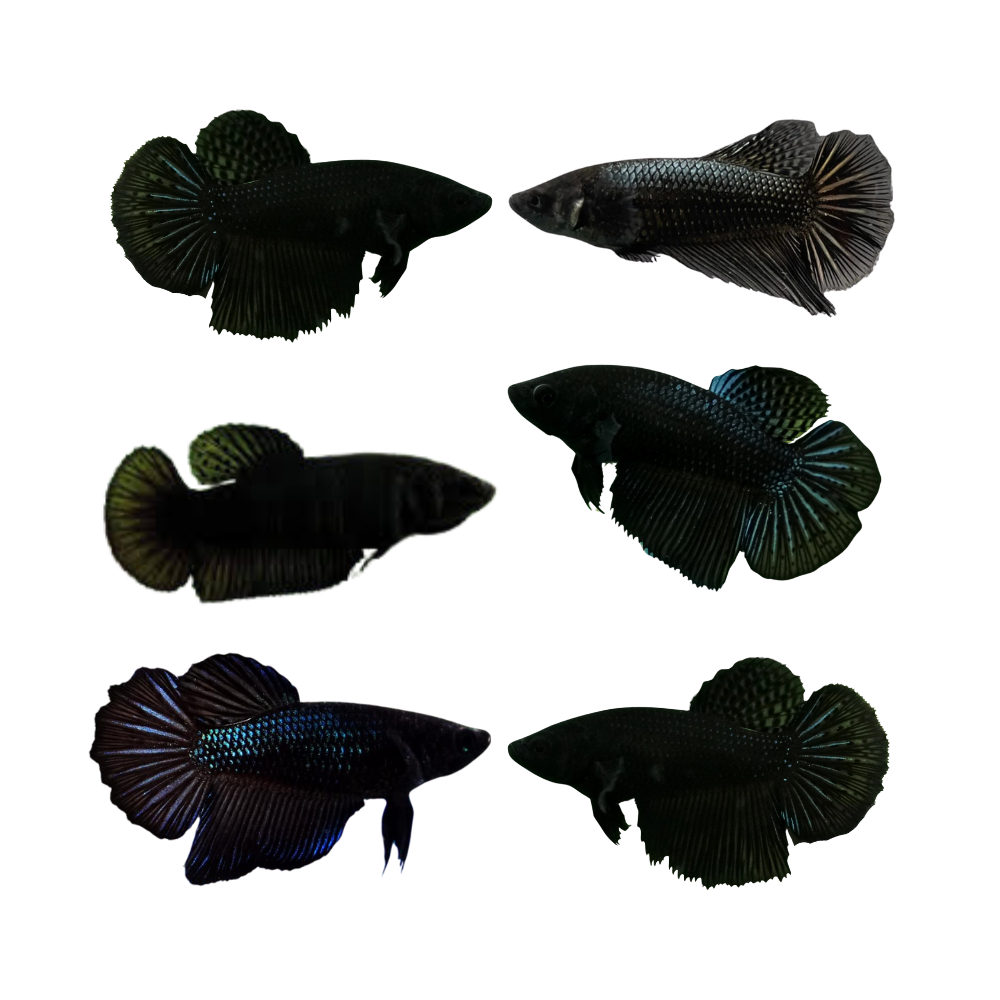 Female Live Betta Fish Super Black Halfmoon Our Choice (CBG-047) R7B07