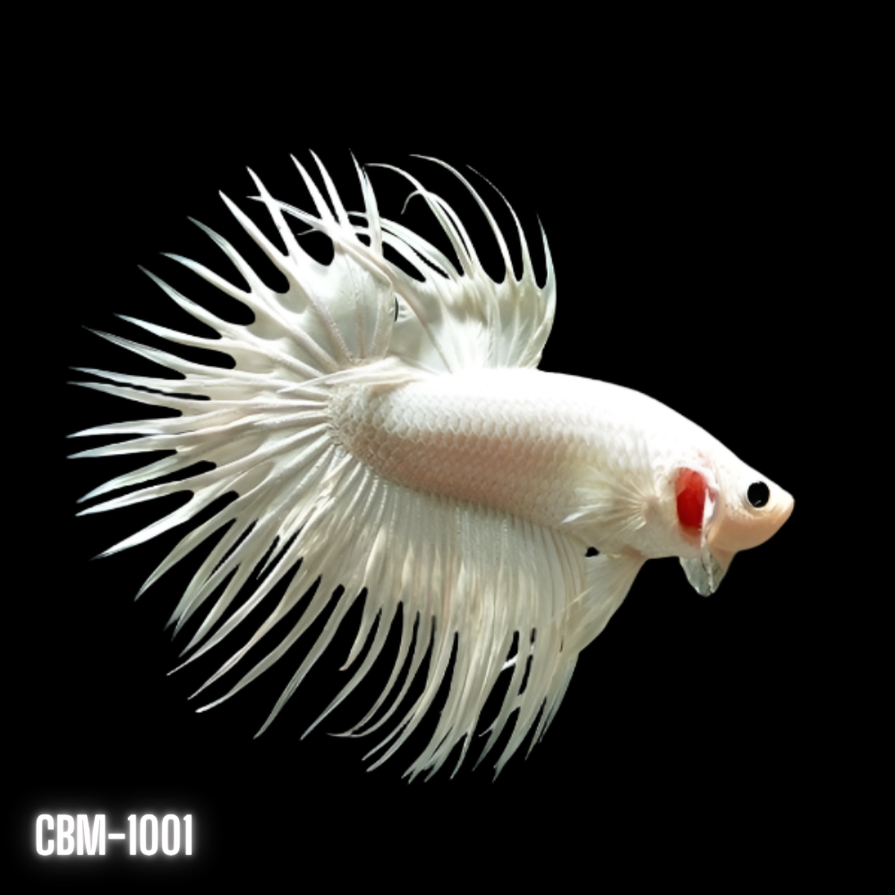 Photo #3 - 6 Month Old Opaque White Halfmoon Betta Male, image size:1000x1000
