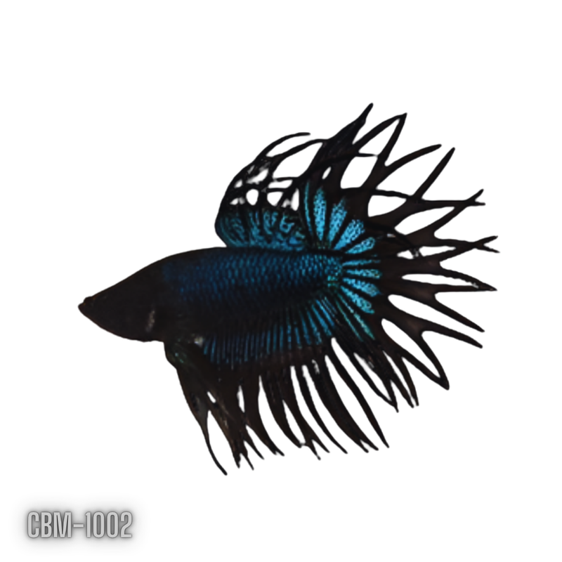 Crowntail Orchid Black Male Betta  (CBM-1002) BUY 4 GET 1 FREE MIX & MATCH