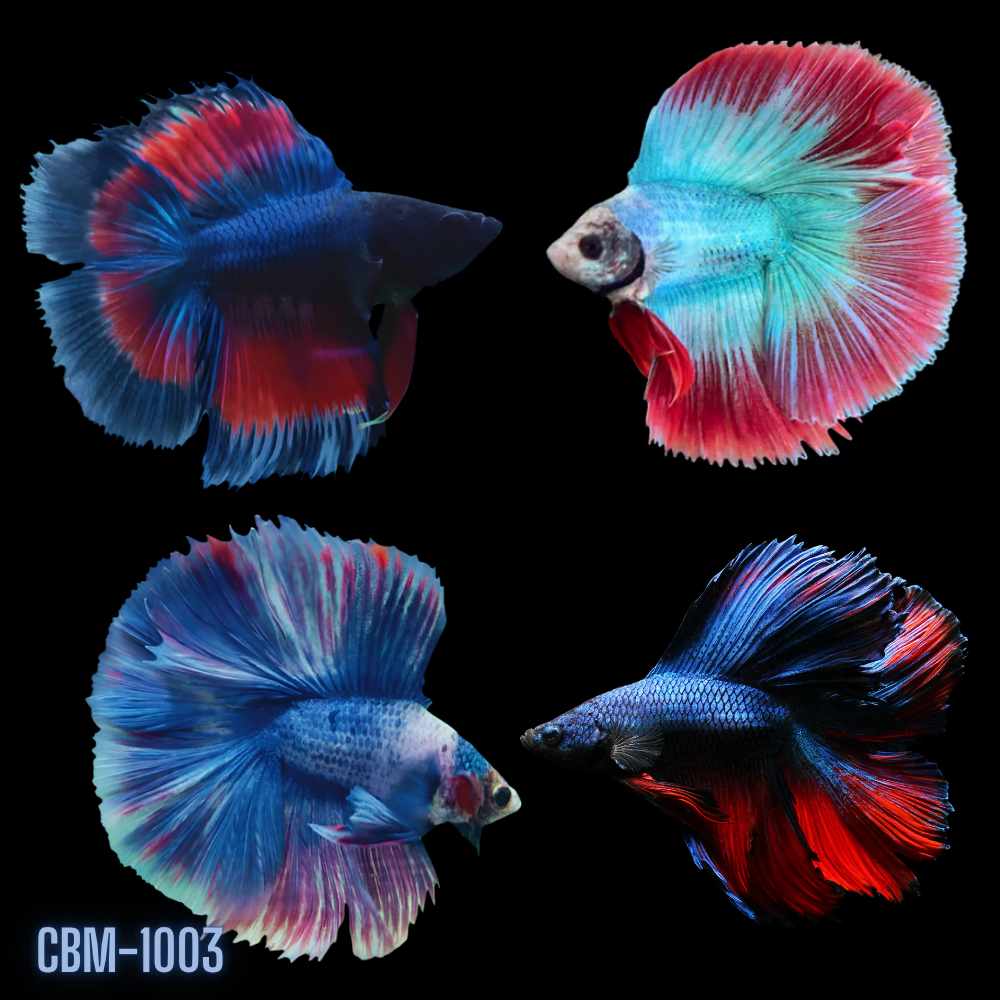 Male Betta Fish Double Tail Halfmoon Dark Tone Our Choice (CBM-1003)