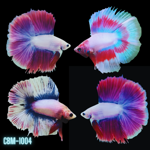 Male Betta Fish Opal/White Halfmoon (CBM-1028) Our Choice BUY 4 GET 1 FREE