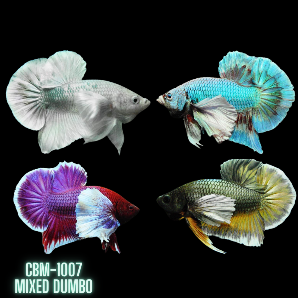 Mixed Color Dumbo Plakat Male Betta Our Choice (CBM-1007)