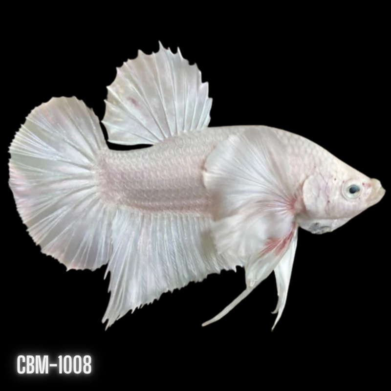White Platinum Dumbo Plakat Male Betta XL (CBM-1008) BUY 4 GET 1 FREE! MIX & MATCH