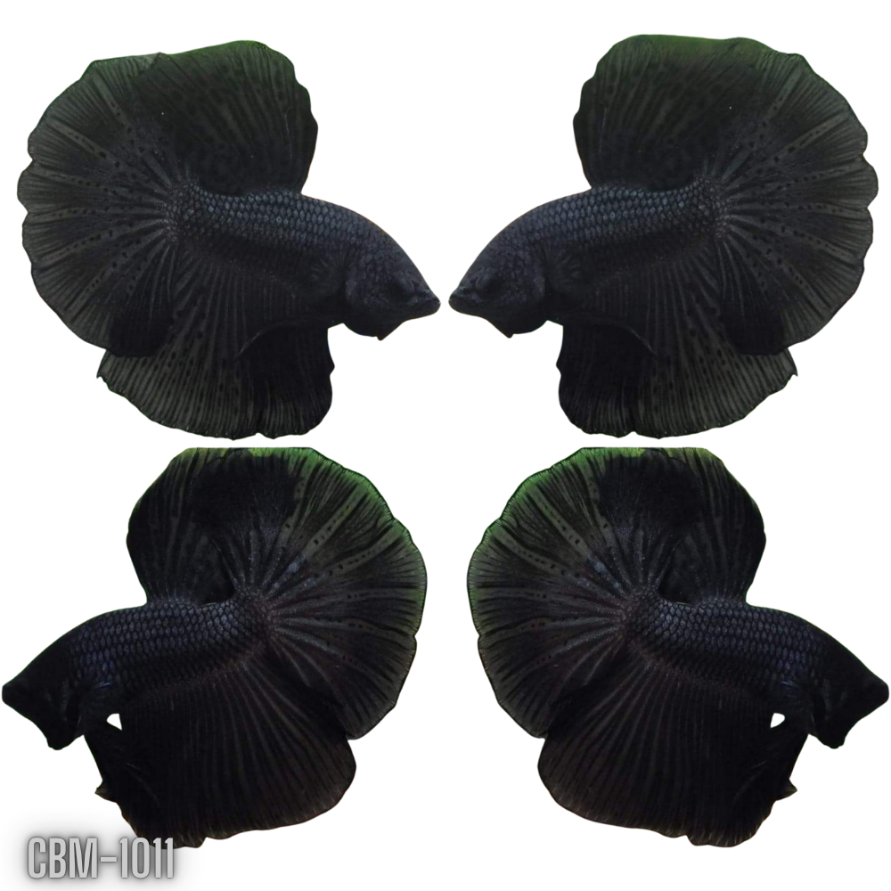 Super Black Halfmoon  Male Betta Our Choice (CBM-1011)
