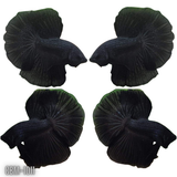 Super Black Halfmoon  Male Betta Our Choice (CBM-1011)